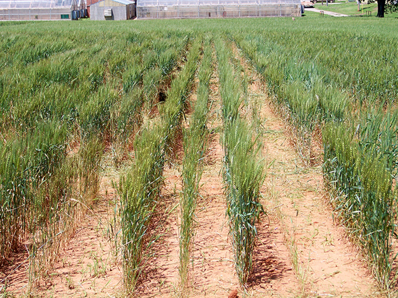 Wheat growing in a field.