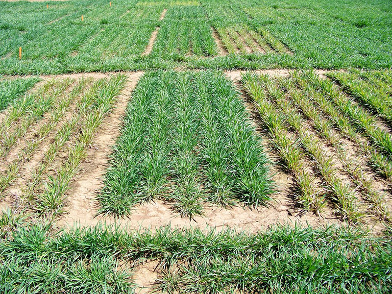 Wheat plots.