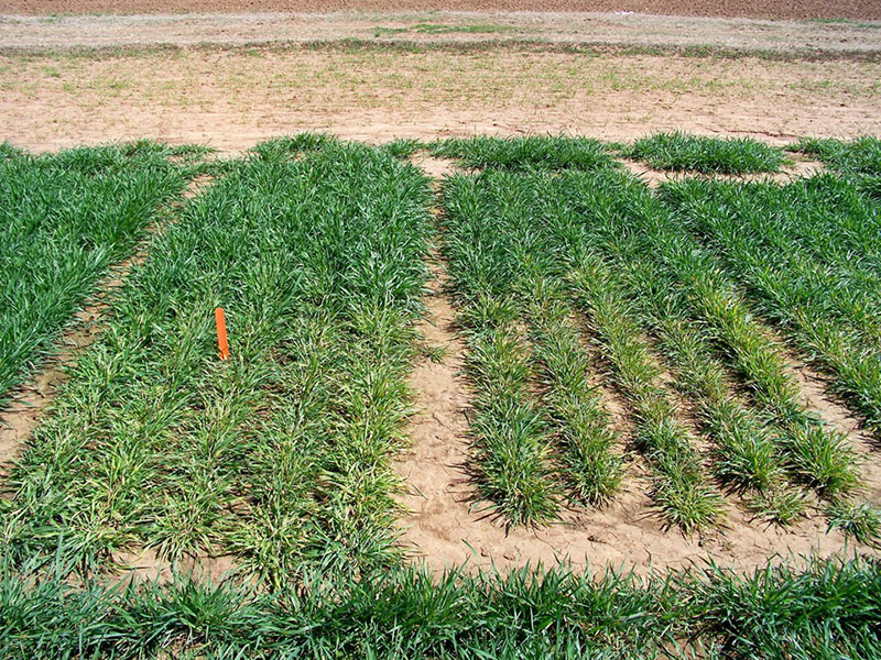 Wheat plots.