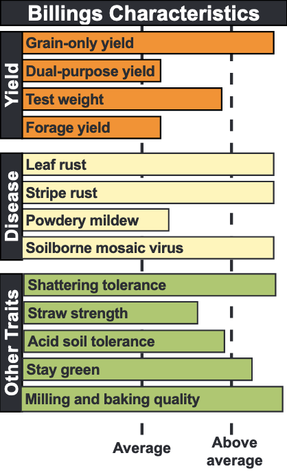 Billings wheat characteristics.