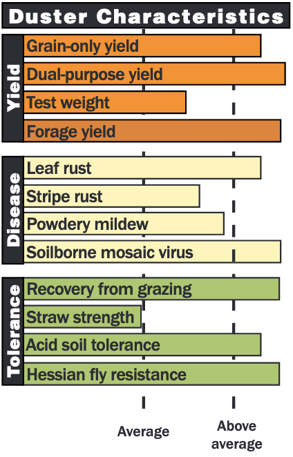 Duster wheat variety characteristics.