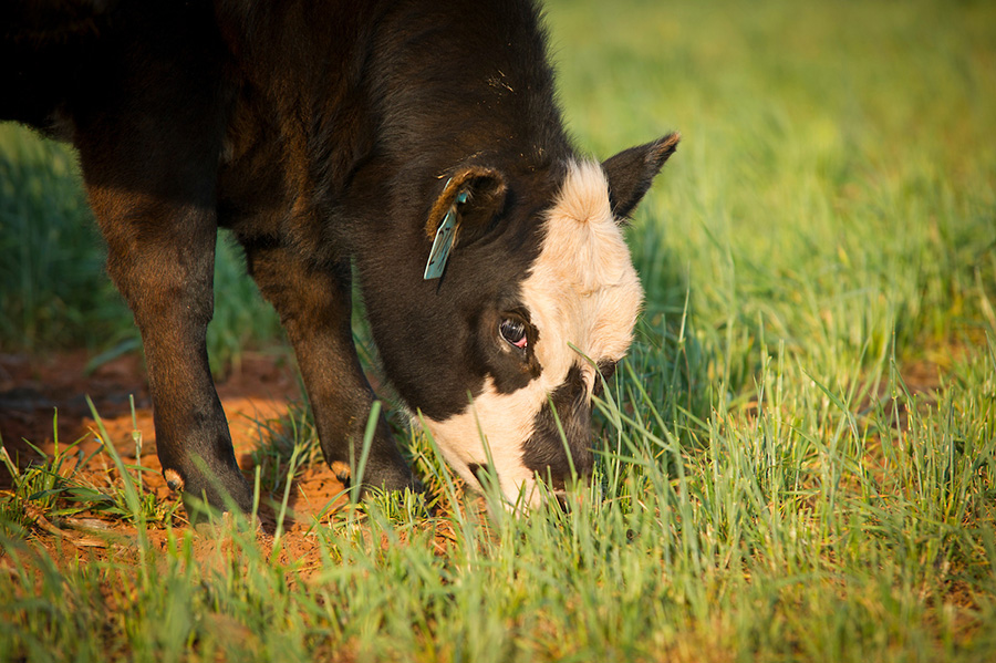 A calf eating wheat.