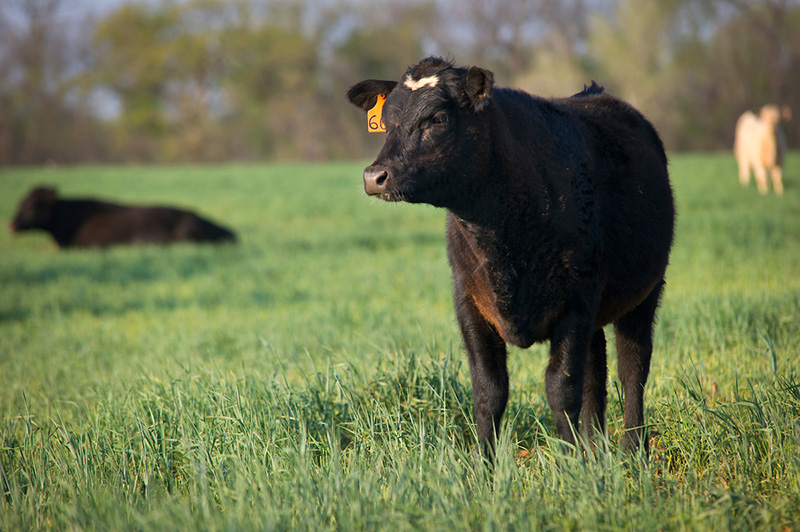 A cow grazing wheat.
