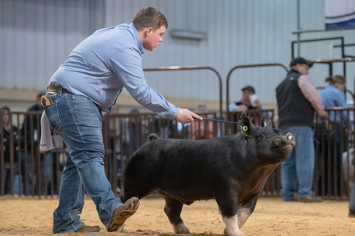 A boy is showing  a black swine in a arena