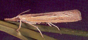 Adult sod webworms.
