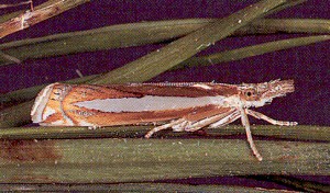 Sod webworm.