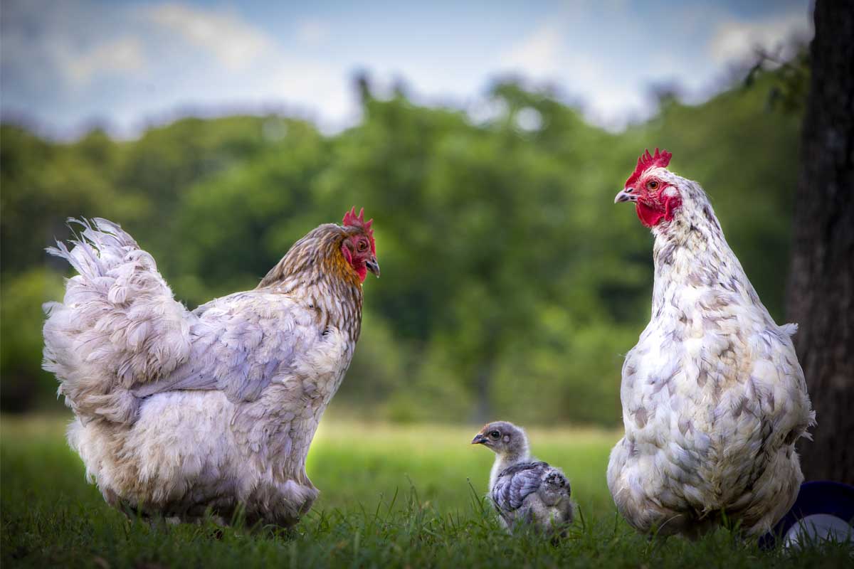 What Is Highly Pathogenic Avian Influenza