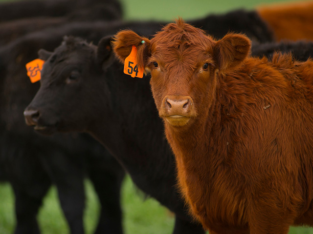 Beef Cattle | Oklahoma State University