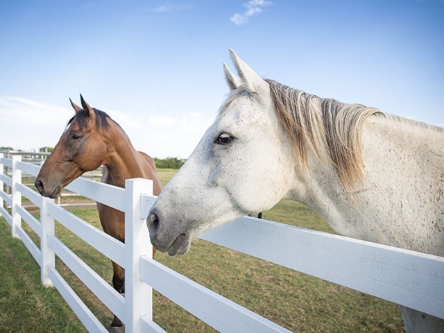 Two horses are standing behind a fence with their heads over the first bar.