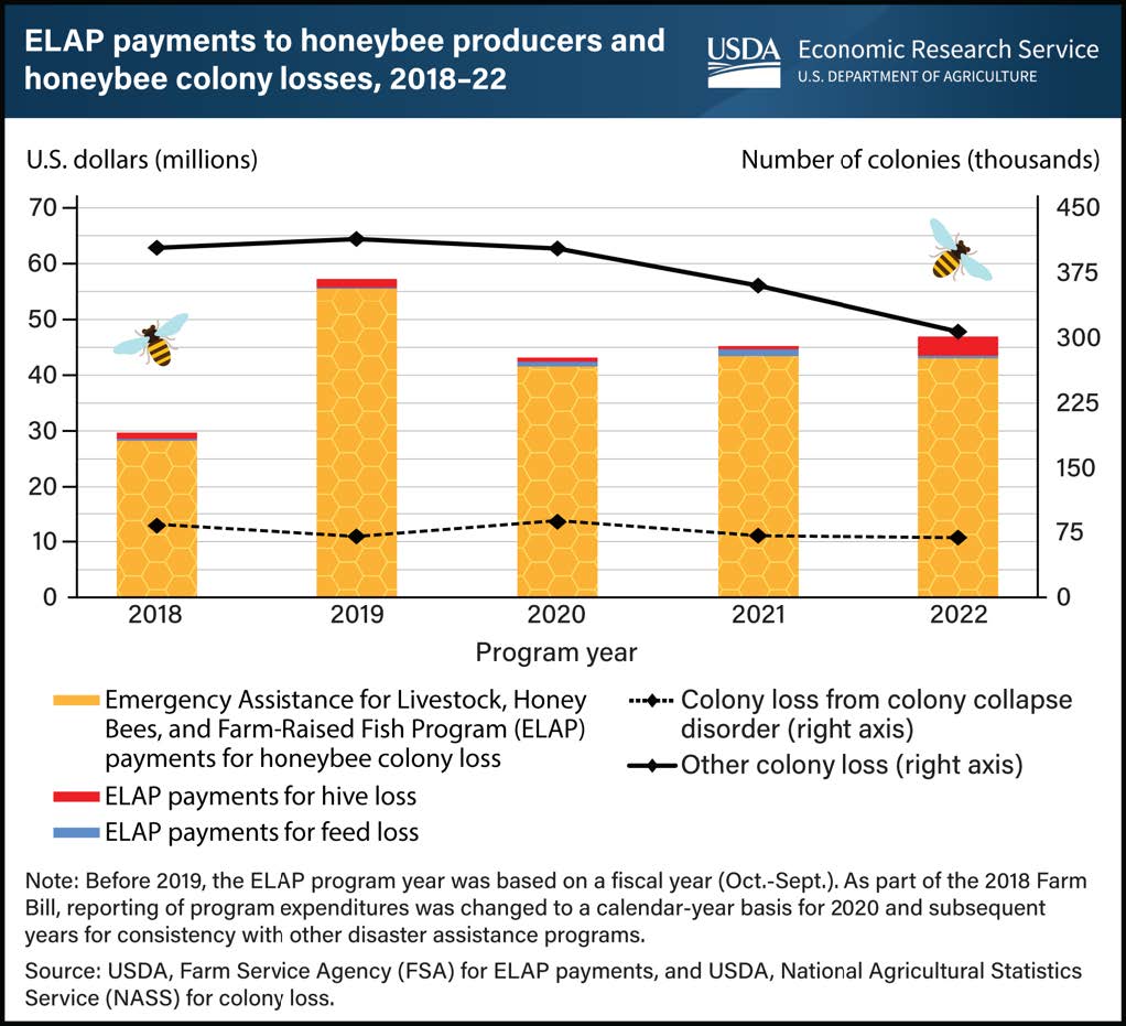 This graph shows the ELAP payments to honeybee producers and honeybee colony losses, 2018-22. The ISDA Economic Research Service U.S. Department of Agriculture logo. On the left of the graph is the U.S. dollars (millions) from 0 to 70. On the right Number of colonies (thousands) from 0 to 450 and on the bottom 2018, 2019, 2020, 2021 and 2022. A yellow bar - Emergency Assistance for Livestock, Honey, Bees and Farm-Raised Fish Program (ELAP) payments for honeybee colony loss. A red bar - ELAP payment for hive loss. A blue bar - ELAP payments for feed loss. A dotted line - Colony loss from colony collapse disorder. A line - Other colony loss. Note: Before 2019, the ELAP program year was based on a fiscal year (Oct-Sept). As part of the 2018 Farm Bill, reporting of program expenditures was changed to a calendar-year basis for 2020 and subsequent years for consistency with other disaster assistance programs. Source: UDSA, Farm Service Agency (FSA) for ELAP payment and USDA, National Agricultural Statistics Service (NASS) for colony loss.
