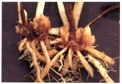 Fusarium stem and crown rot on a one-year old asparagus crown.