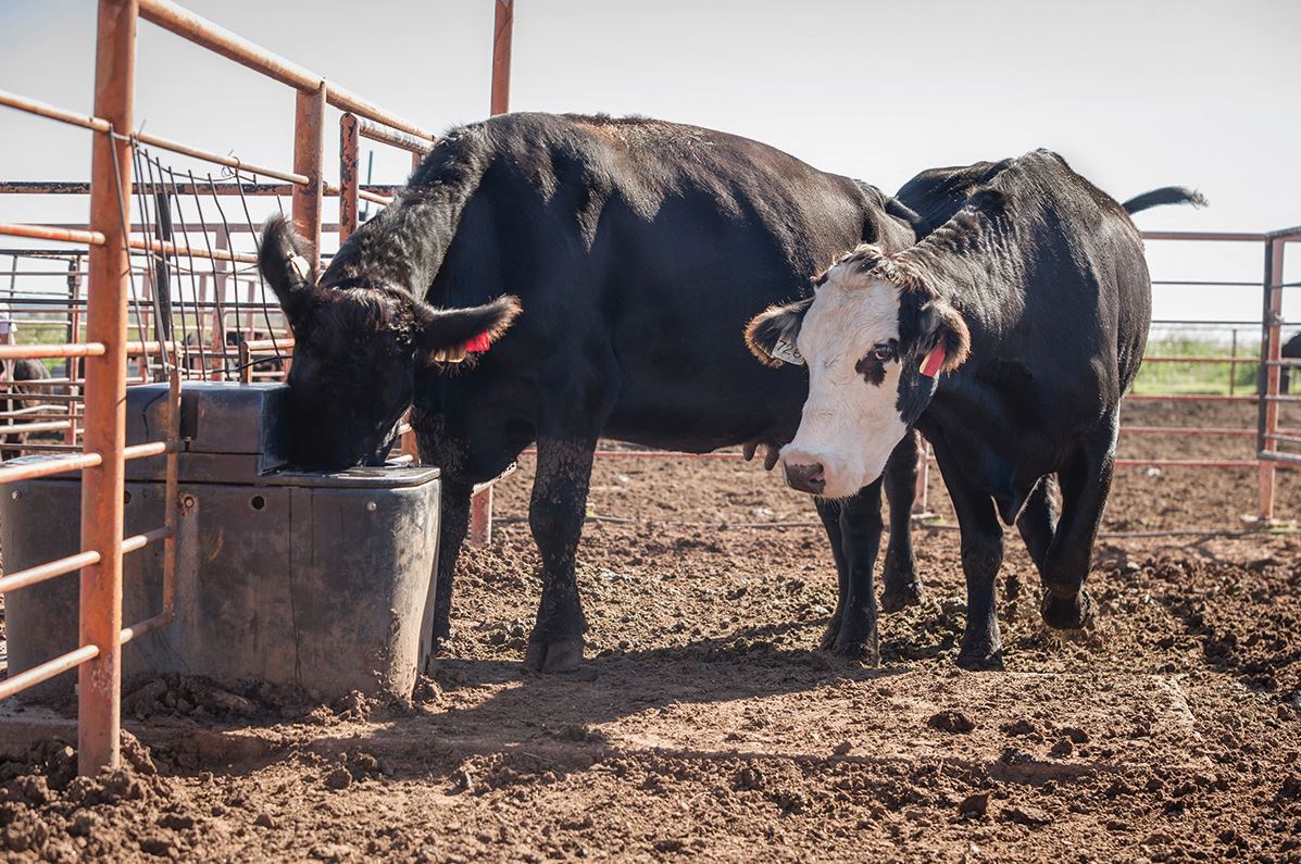An abundant, clean, fresh water supply is an essential element of a beef cattle production system.