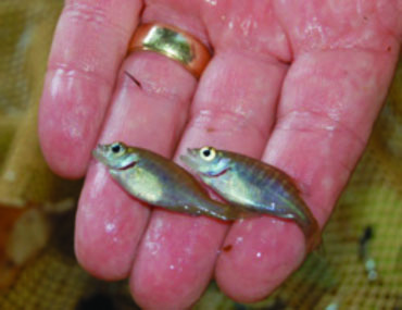 Two young bluegill being held. 