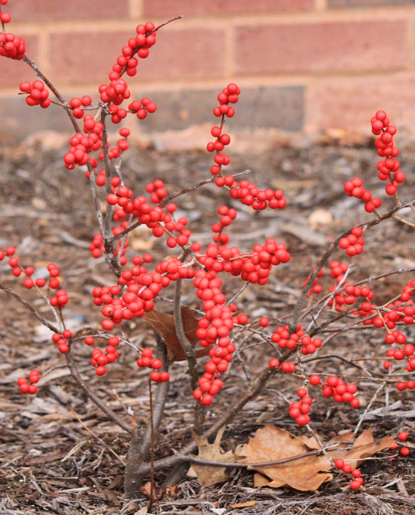 A small shrub with wood-like stems with red berries.