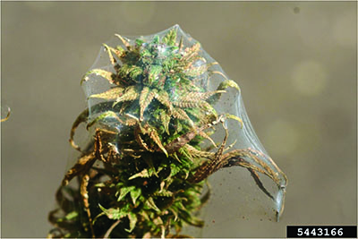 Two-spotted Spider Mite Webbing