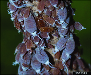 Wooly Maple Aphids