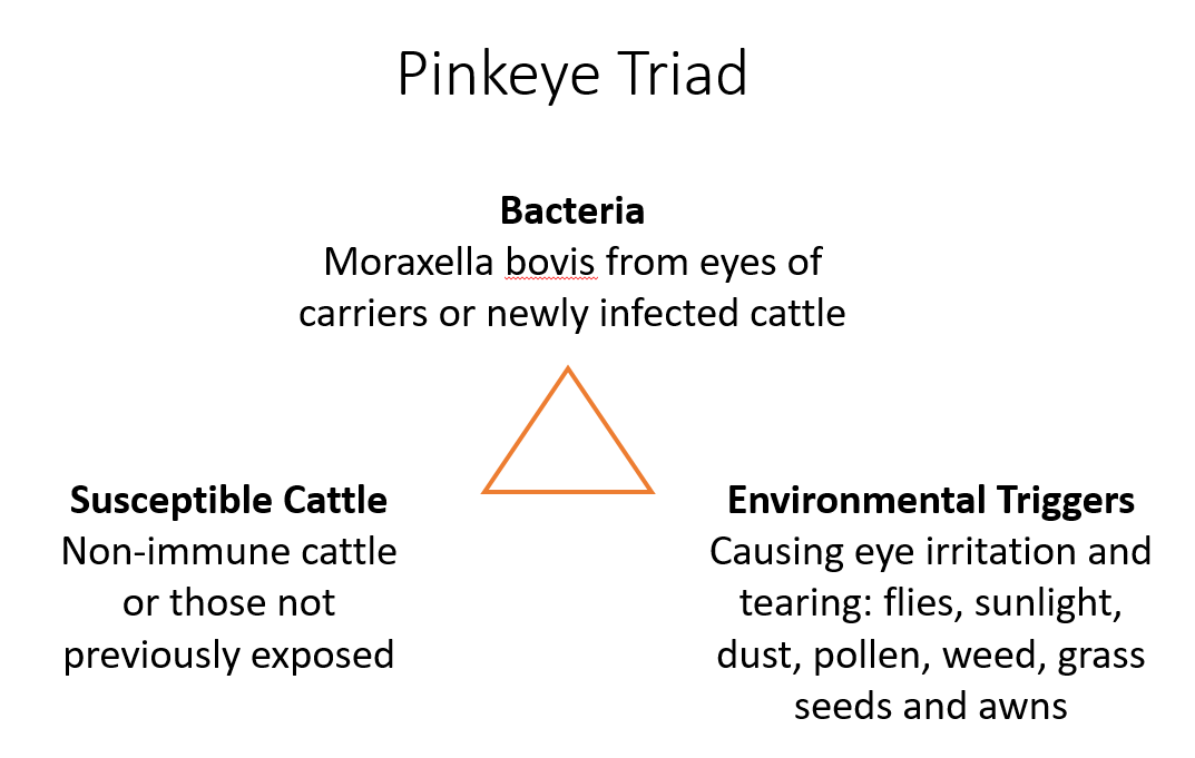 Pinkeye Triad - bacteria, susceptible cattle, environmental triggers. Pinkeye Triad - bacteria, susceptible cattle, environmental triggers.