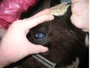 Pinkeye in a calf. Pinkeye in a calf.