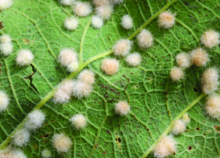 Woolly oak gall on a leaf. 
