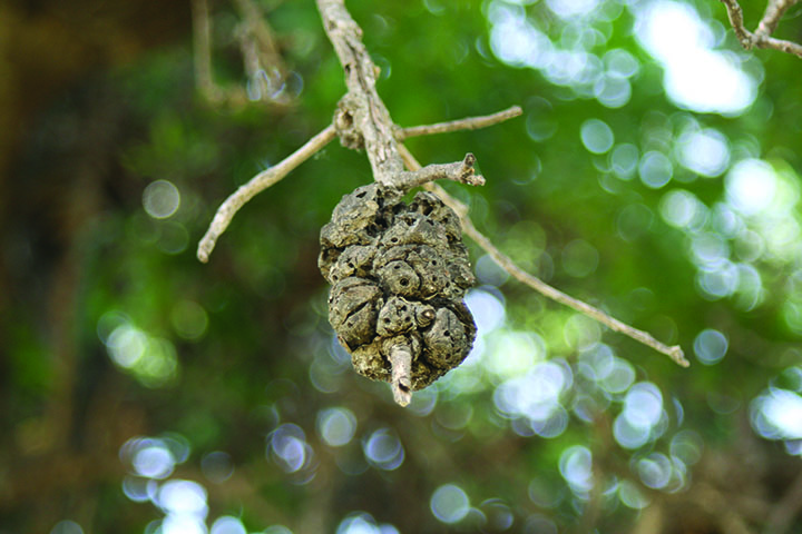 Gouty oak gall on a plant.