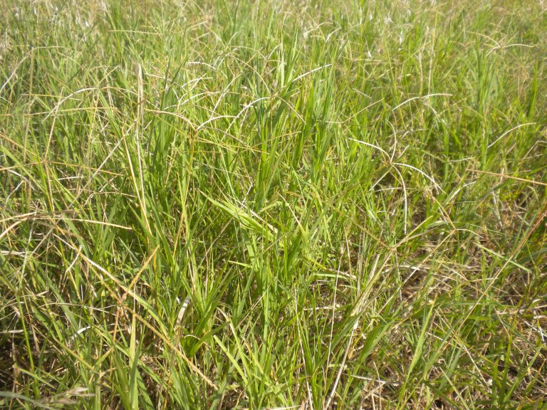 A patch of Bermudagrass.