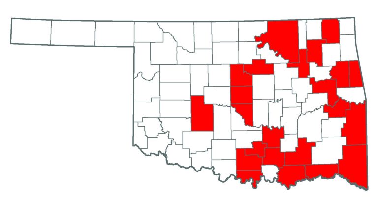 Oklahoma map showing where you can find a Chinese Privet.
