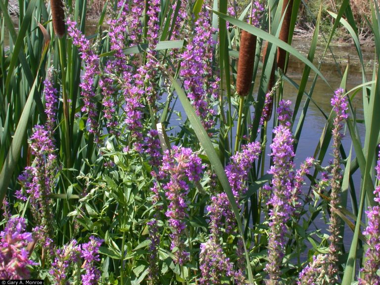 Example of Purple Loosestrife.