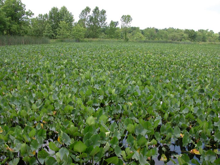 Example of a Water Hyacinth.