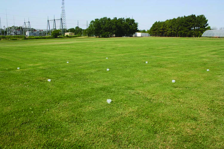 Layout of irrigation catch cups in a grid like pattern about three steps apart from each other.