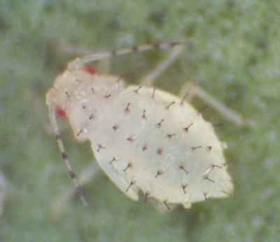 Close up of crapemyrtle aphid. 