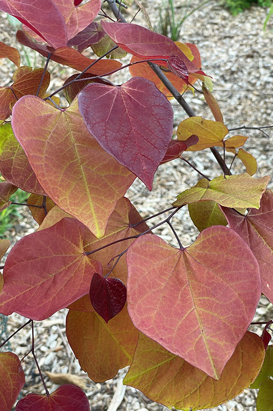 Heart-shaped red, orange and hints of yellow leaves.