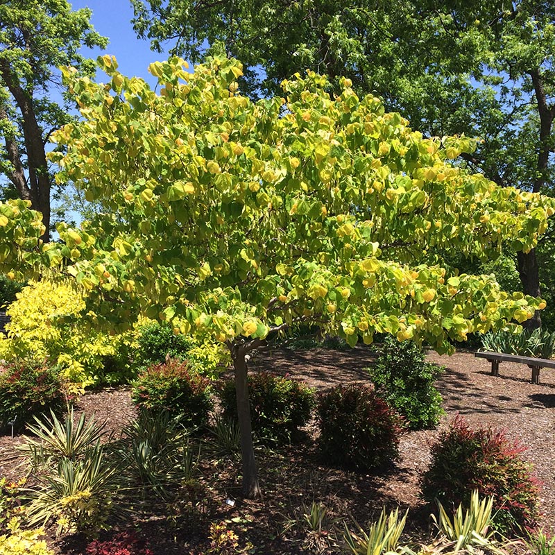 A tree with branches full of green and yellow leaves surrounded by smaller shrubs and a bench in the background.