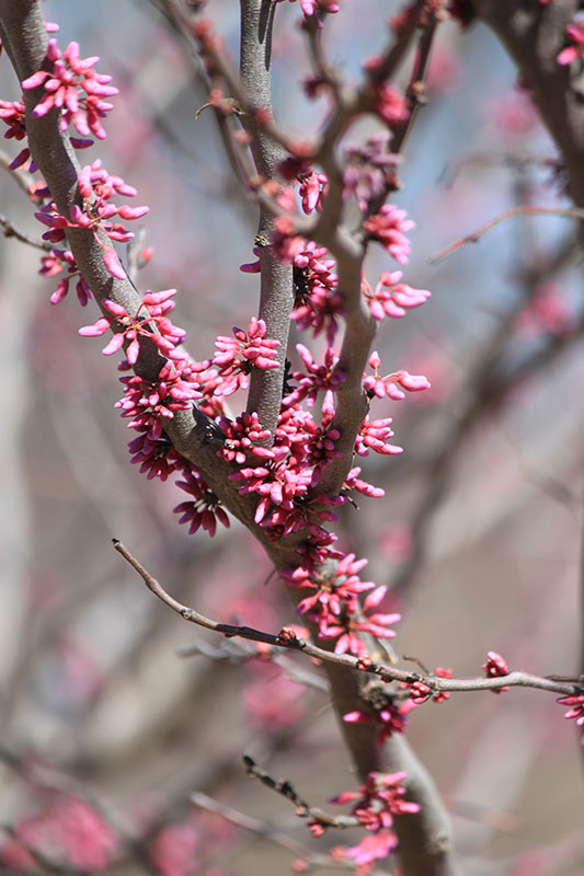 Pink flowers, borne in tight clusters, are covering the twigs on the branch.
