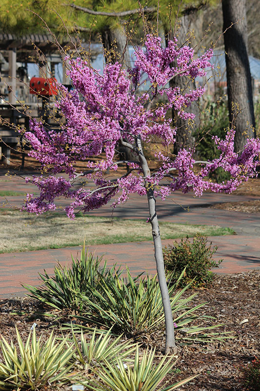 Tiny pink flower clusters are covering the tree.