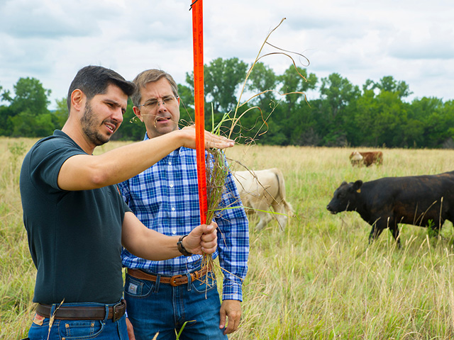 Two men measuring grass while standing in a pasture. Two men measuring grass while standing in a pasture.