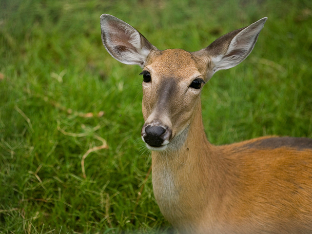 A deer standing in grass. A deer standing in grass.